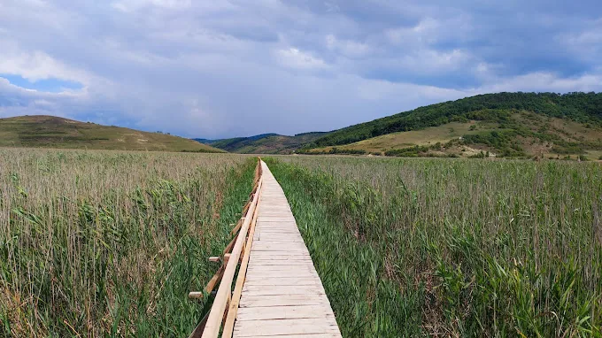 Stufărișurile de la Sic Stufărișurile de la Sic, rezervație naturală